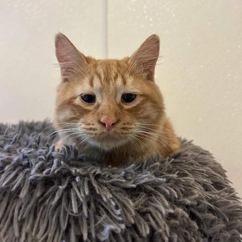 A baby medium-sized male Orange / Red Domestic Short Hair cat named Pizza for adoption in Kailua Kona, HI