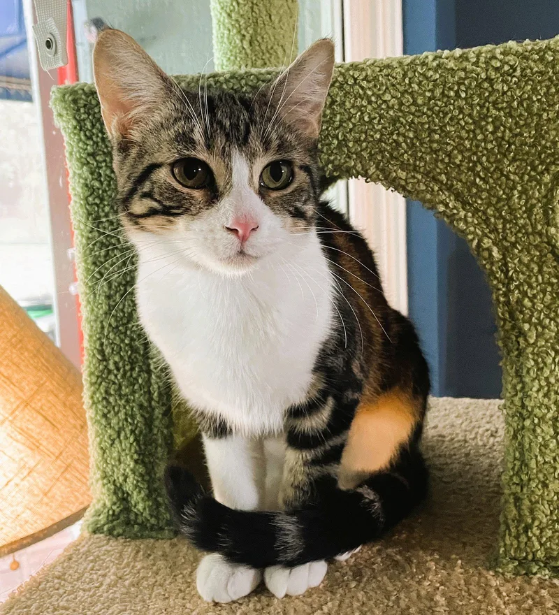 Frannie thumbnail 2