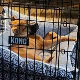A baby large-sized female Black Boxer dog named Pumpkin for adoption in Liverpool, TX