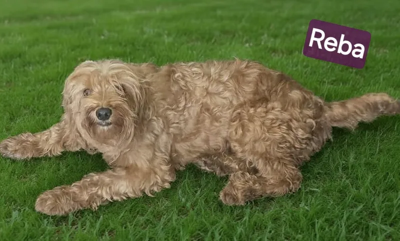 An adult small-sized female Red / Chestnut / Orange Cavapoo dog named Reba for adoption in Wheelersburg, OH