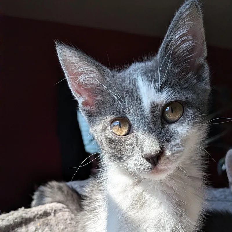 A baby medium-sized male Gray & White Domestic Short Hair cat named Yesteryear for adoption in Hudsonville, MI