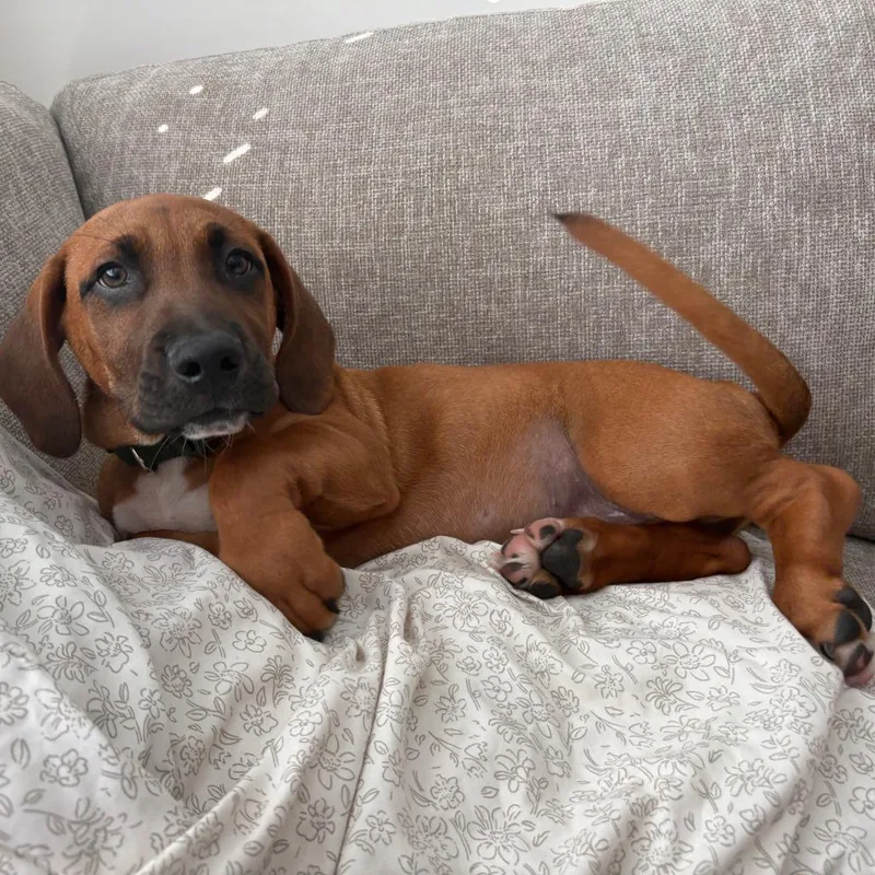 A baby medium-sized male Yellow / Tan / Blond / Fawn Basset Hound dog named Graham for adoption in Travelers Rest, SC
