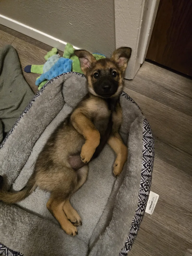 A baby large-sized female Mixed Breed dog named Ginger for adoption in Sioux Falls, SD