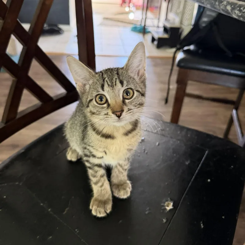 A baby medium-sized female Tiger cat named Cindy for adoption in Honeoye, NY