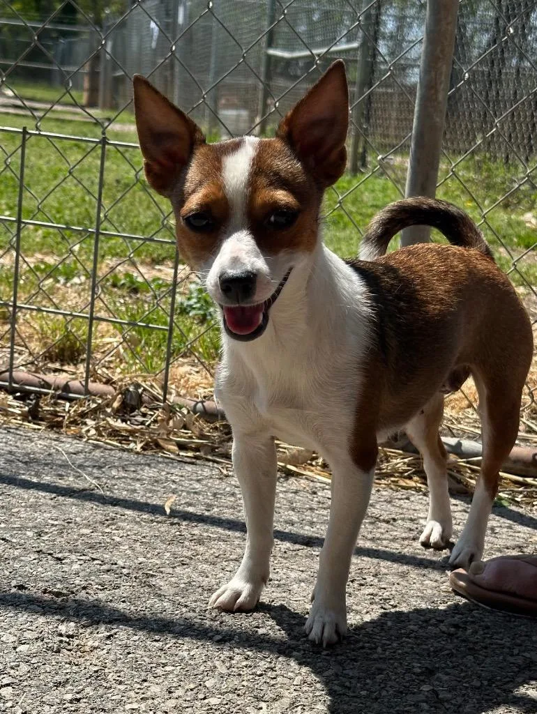 A young medium-sized female Chihuahua dog named Zoey for adoption in Russellville, KY