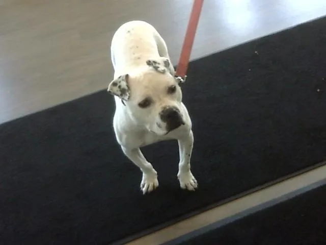 A young small-sized female Pit Bull Terrier dog named Puppems for adoption in Toledo, OH
