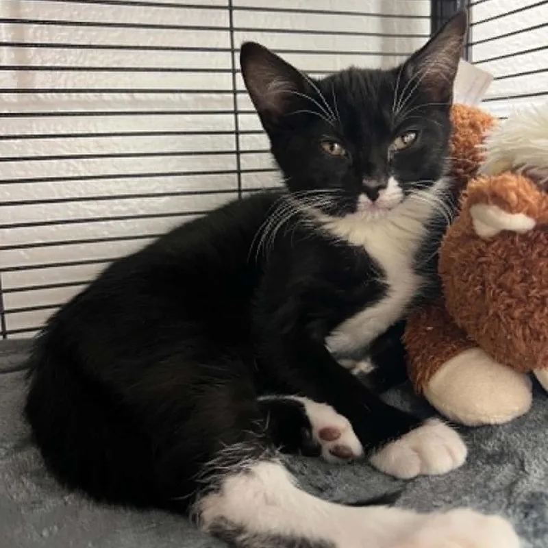 A baby small-sized female Black Domestic Short Hair cat named Katana for adoption in Hampton Bays, NY