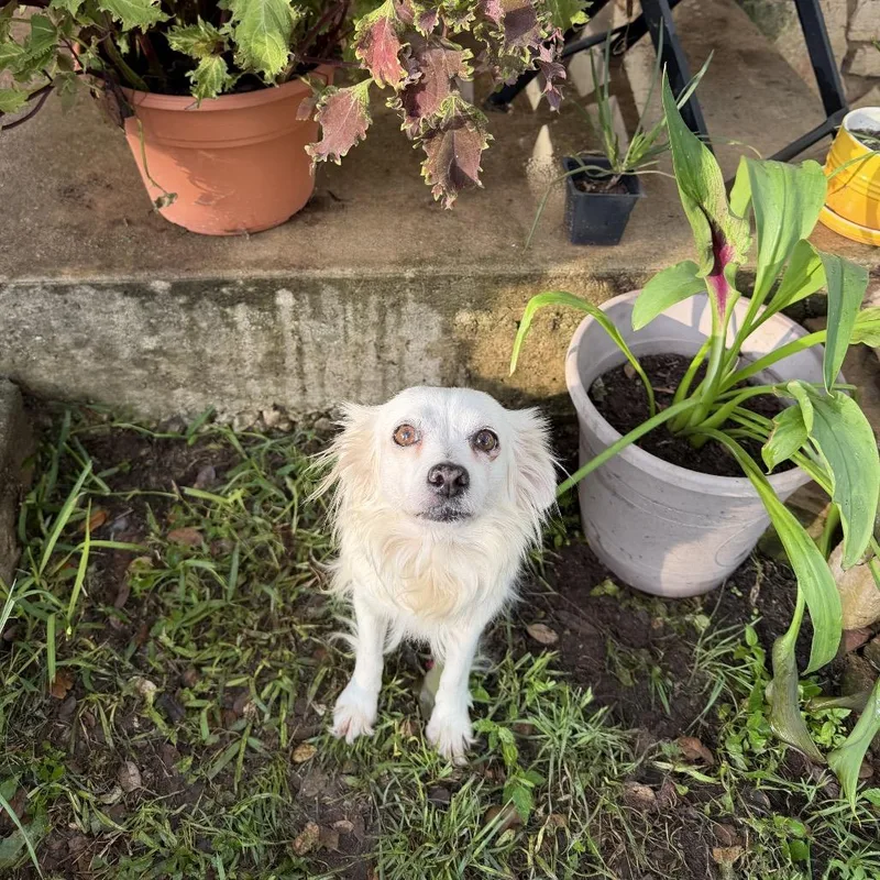 An adult small-sized female Yellow / Tan / Blond / Fawn Spaniel dog named Ivory for adoption in Boerne, TX