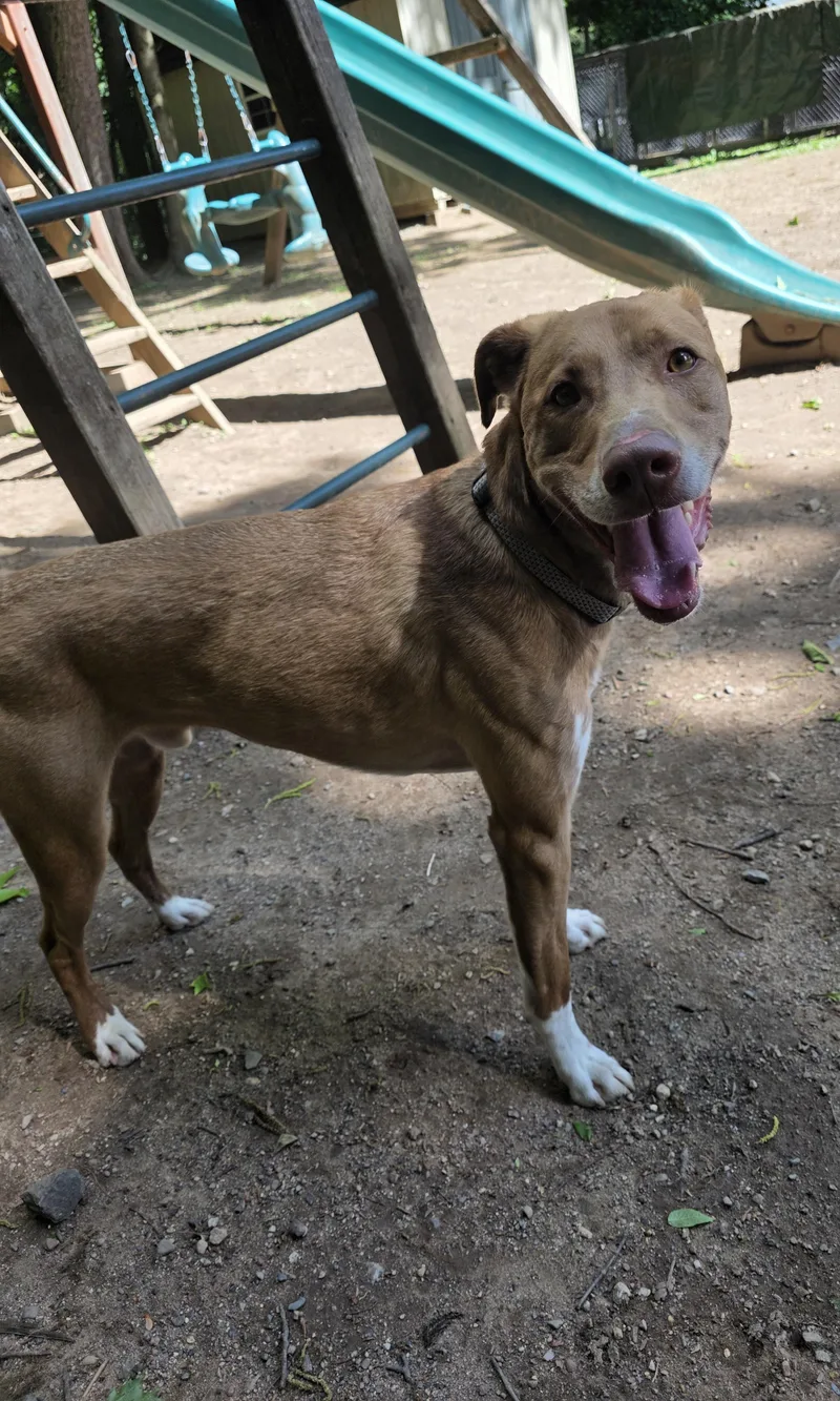 An adult medium-sized male Golden Pit Bull Terrier dog named Simi for adoption in Wayne, NJ