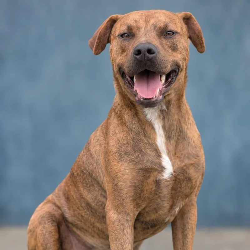 A young medium-sized male Mixed Breed dog named Billy Goode for adoption in Cranston, RI