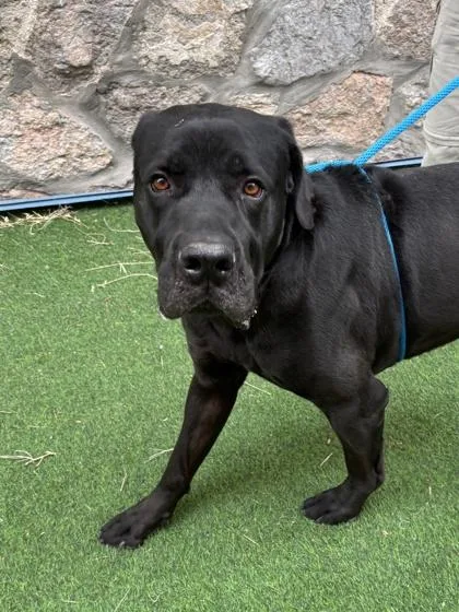 An adult large-sized male Black Labrador Retriever dog named Chato for adoption in El Paso, TX