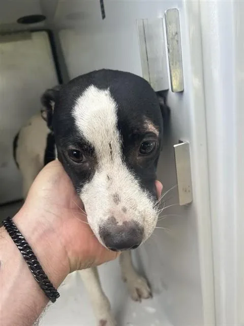 A young medium-sized female Pit Bull Terrier dog named A for adoption in Houston, TX