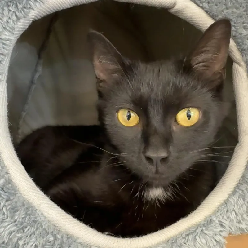An adult medium-sized female Black Domestic Short Hair cat named Angel for adoption in La Grange, KY