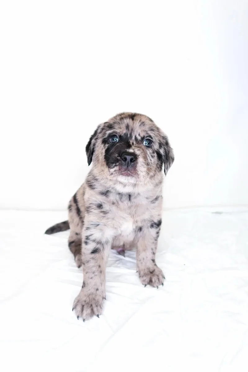 A baby large-sized male Merle (Blue) Labrador Retriever dog named Bam for adoption in Bixby, OK