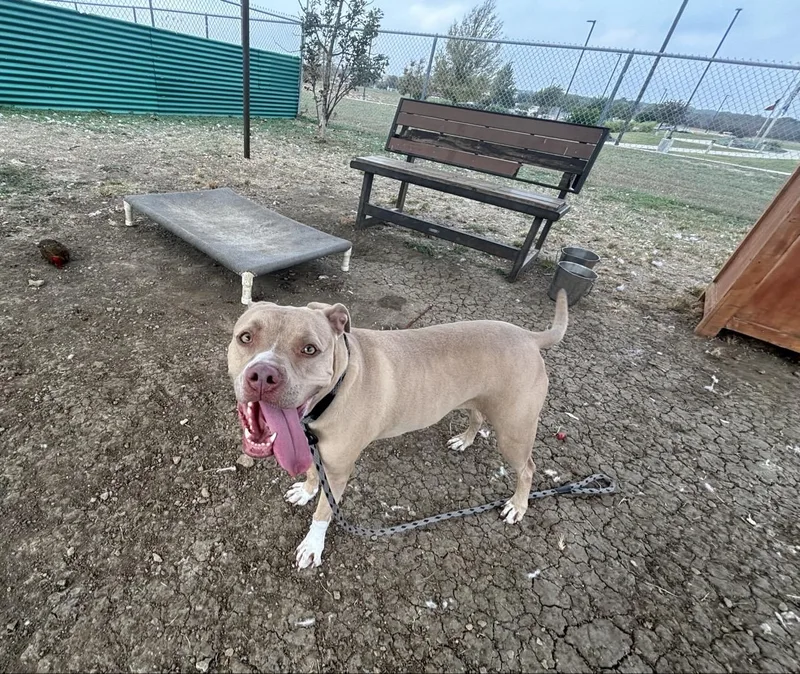 An adult large-sized female Apricot / Beige Mixed Breed dog named Aria for adoption in Georgetown, TX