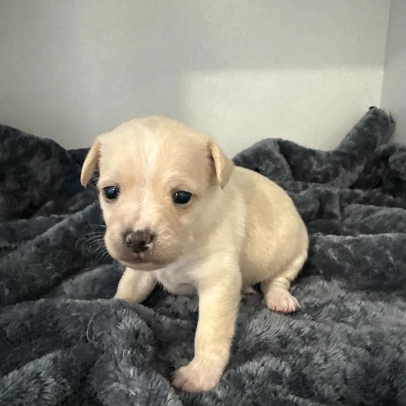 A baby small-sized male White / Cream Terrier dog named Frankie for adoption in Sacramento, CA