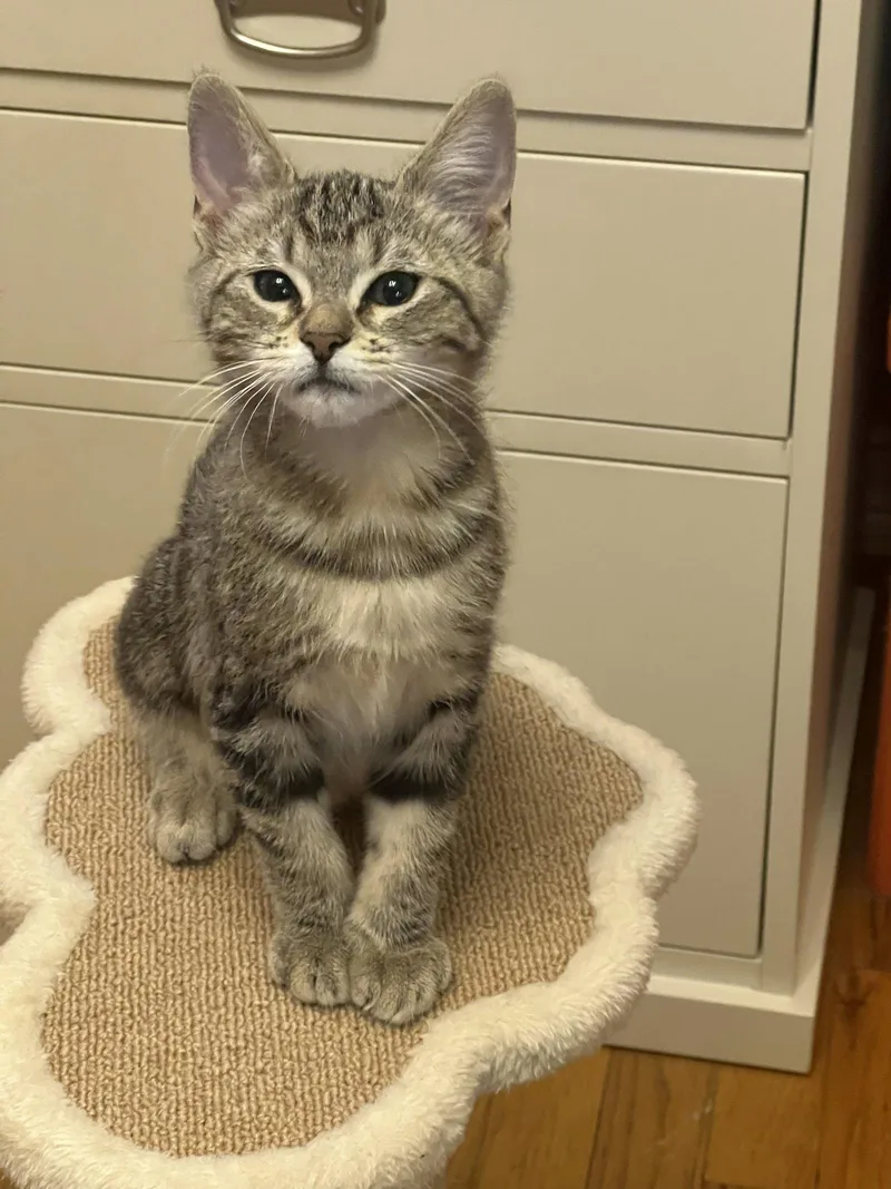 Daphne