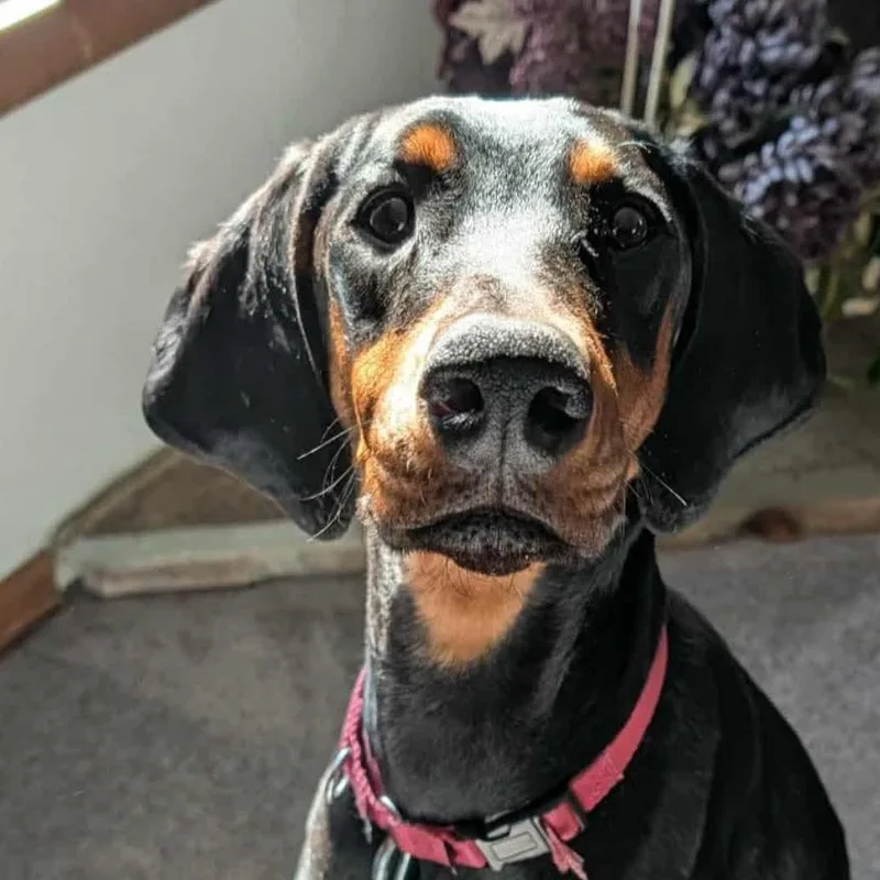 A young large-sized female Black Doberman Pinscher dog named Asha for adoption in Columbus, OH