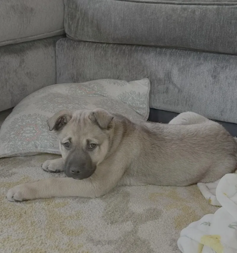 Otis  baby thumbnail 2