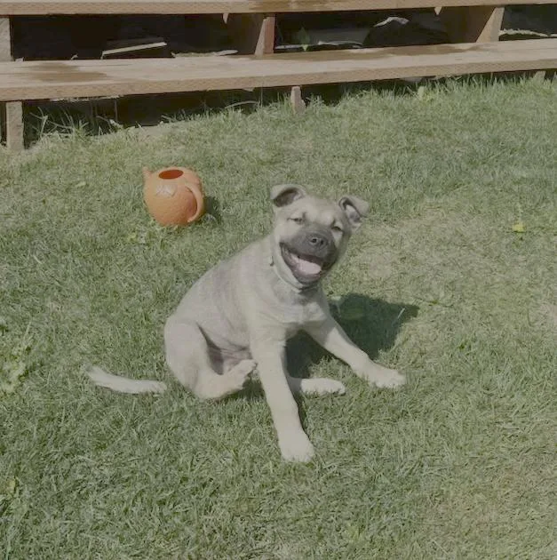 Otis  baby thumbnail 4