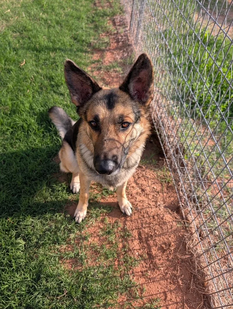 An adult large-sized male Tricolor (Brown, Black, & White) German Shepherd Dog dog named Roger for adoption in Dripping Springs, TX