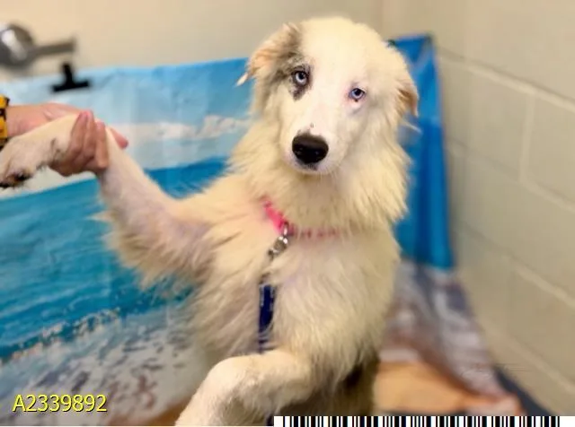 A young medium-sized female Mixed Breed dog named Skye for adoption in West Palm Beach, FL