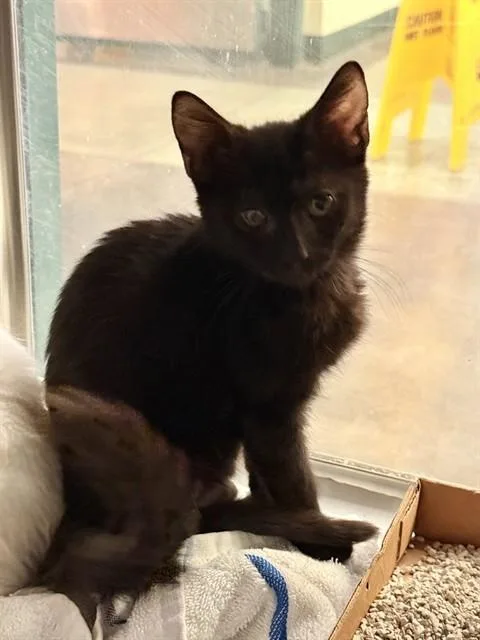A baby small-sized male Domestic Short Hair cat named Loki for adoption in Thousand Palms, CA