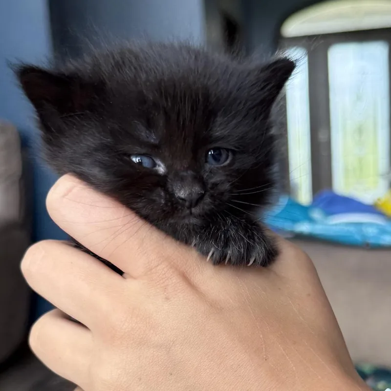 A baby small-sized female Black Domestic Short Hair cat named Stephanie for adoption in North Canton, OH