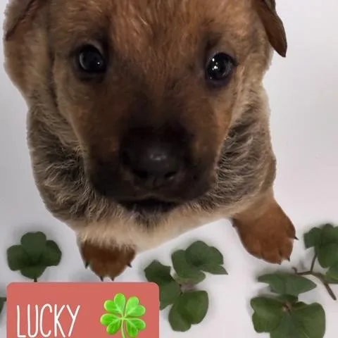 A baby medium-sized female Border Collie dog named Lucky for adoption in Quitman, TX