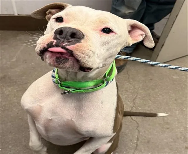 An adult medium-sized male Pit Bull Terrier dog named Mojo for adoption in Tucson, AZ