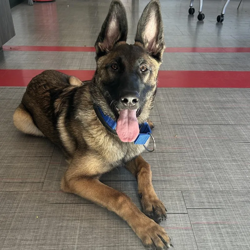 A young large-sized male Black German Shepherd Dog dog named Jericho for adoption in Hinsdale, IL
