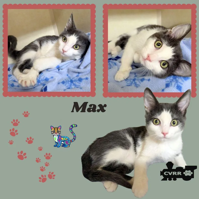 A baby small-sized male Domestic Short Hair cat named Max for adoption in LINDSAY, CA