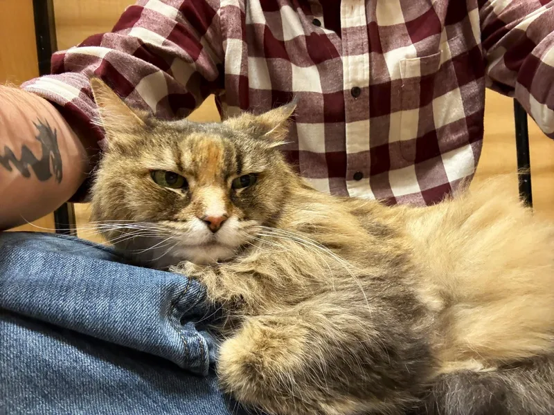 Calie @ Canton Petsmart thumbnail 3