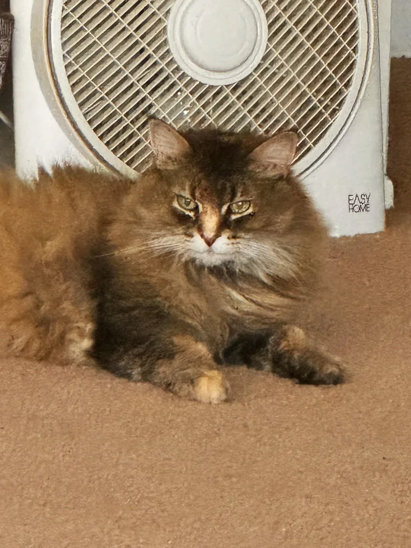 Calie @ Canton Petsmart