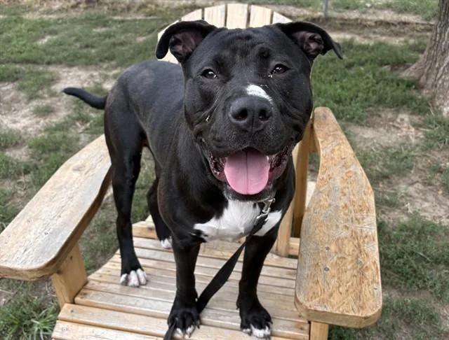 A young large-sized male Boxer dog named Wyatt for adoption in Omaha, NE