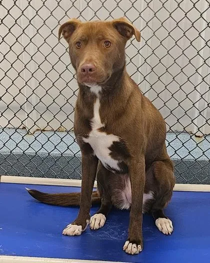 An adult large-sized female Retriever dog named Remi for adoption in Taylorsville, NC