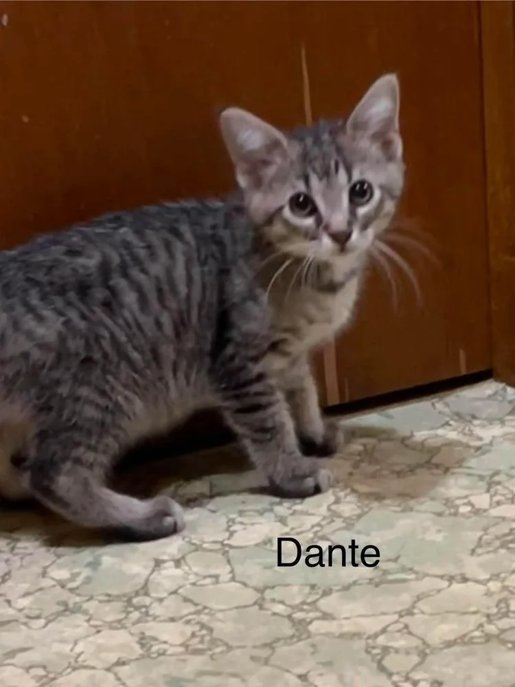Dante