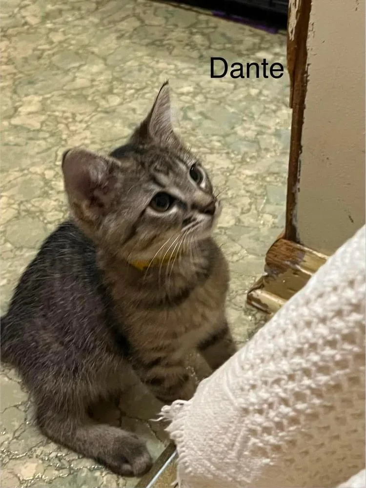 Dante thumbnail 2