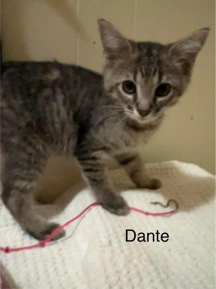 Dante thumbnail 3