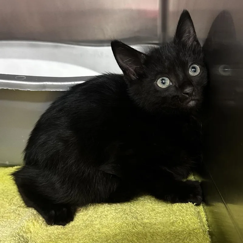 A baby small-sized male Black Domestic Short Hair cat named Jewel for adoption in Warrensburg, MO