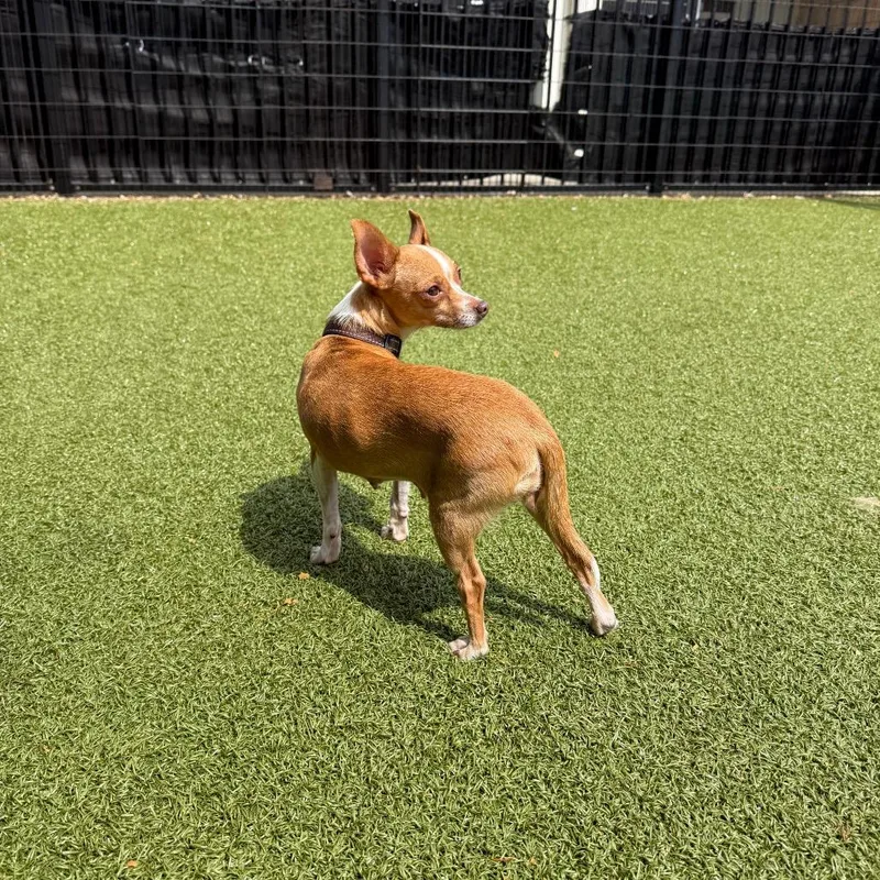 An adult small-sized female Yellow / Tan / Blond / Fawn Chihuahua dog named Spring Jubilee for adoption in Charlottesville, VA