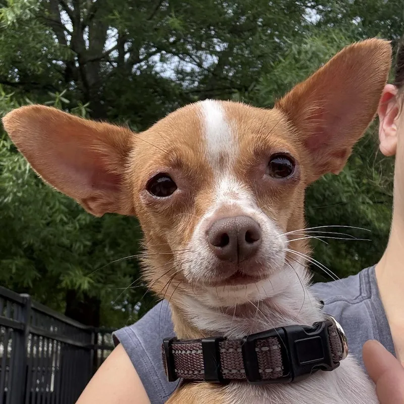 Spring Jubilee thumbnail 3