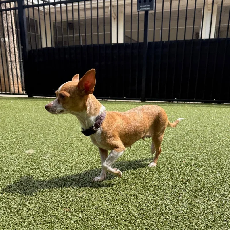 Spring Jubilee thumbnail 4