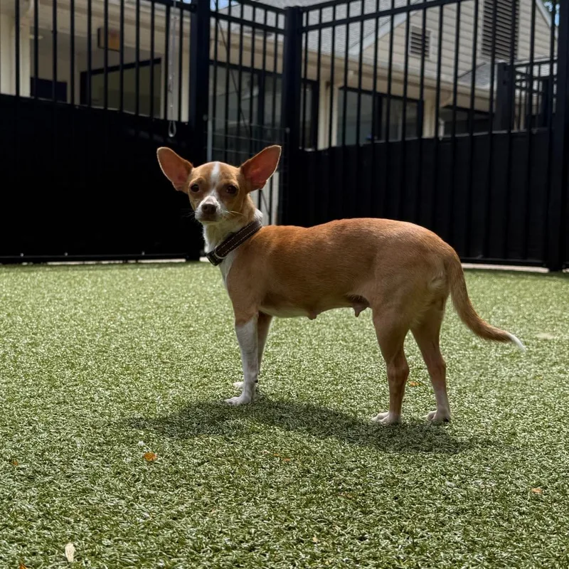 Spring Jubilee thumbnail 5