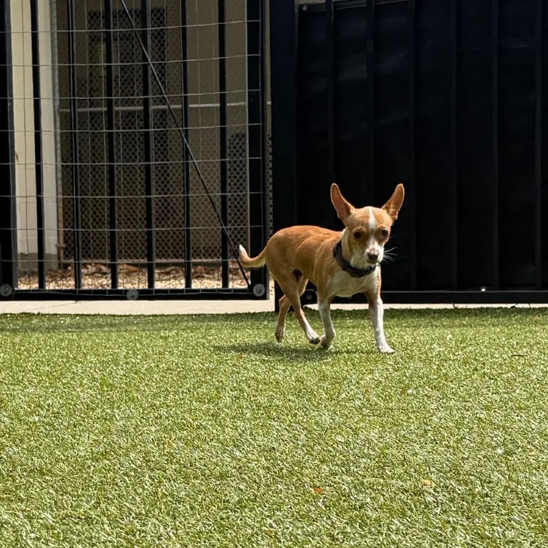 Spring Jubilee thumbnail 6