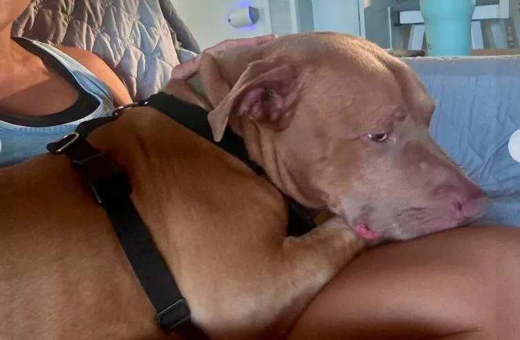 A young large-sized male Yellow / Tan / Blond / Fawn Pit Bull Terrier dog named Dom for adoption in Largo, FL