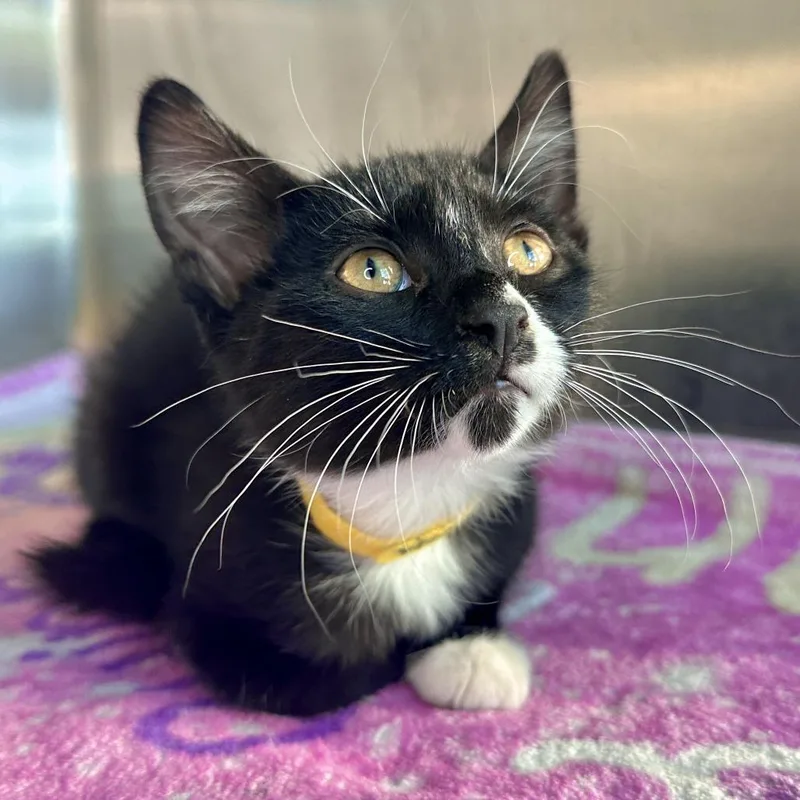 A baby small-sized female Black Domestic Short Hair cat named Vermillion for adoption in Matteson, IL