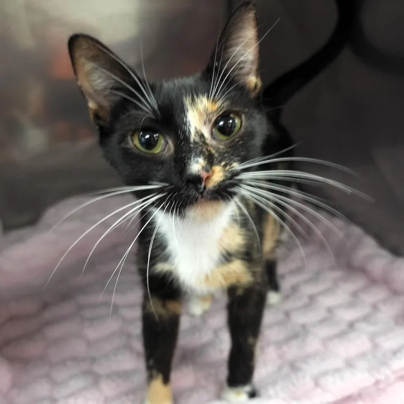 A young medium-sized female Calico Domestic Short Hair cat named Rutabaga for adoption in Michigan City, IN