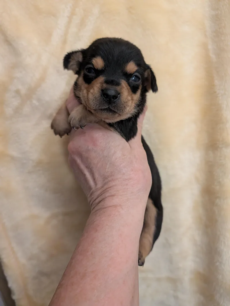 A baby small-sized female Black Chiweenie dog named Carly for adoption in Browns Mills, NJ