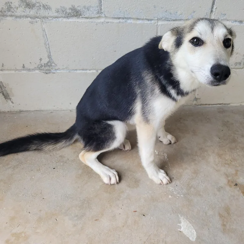 A young medium-sized female Black Husky dog named Denali for adoption in LOXAHATCHEE, FL